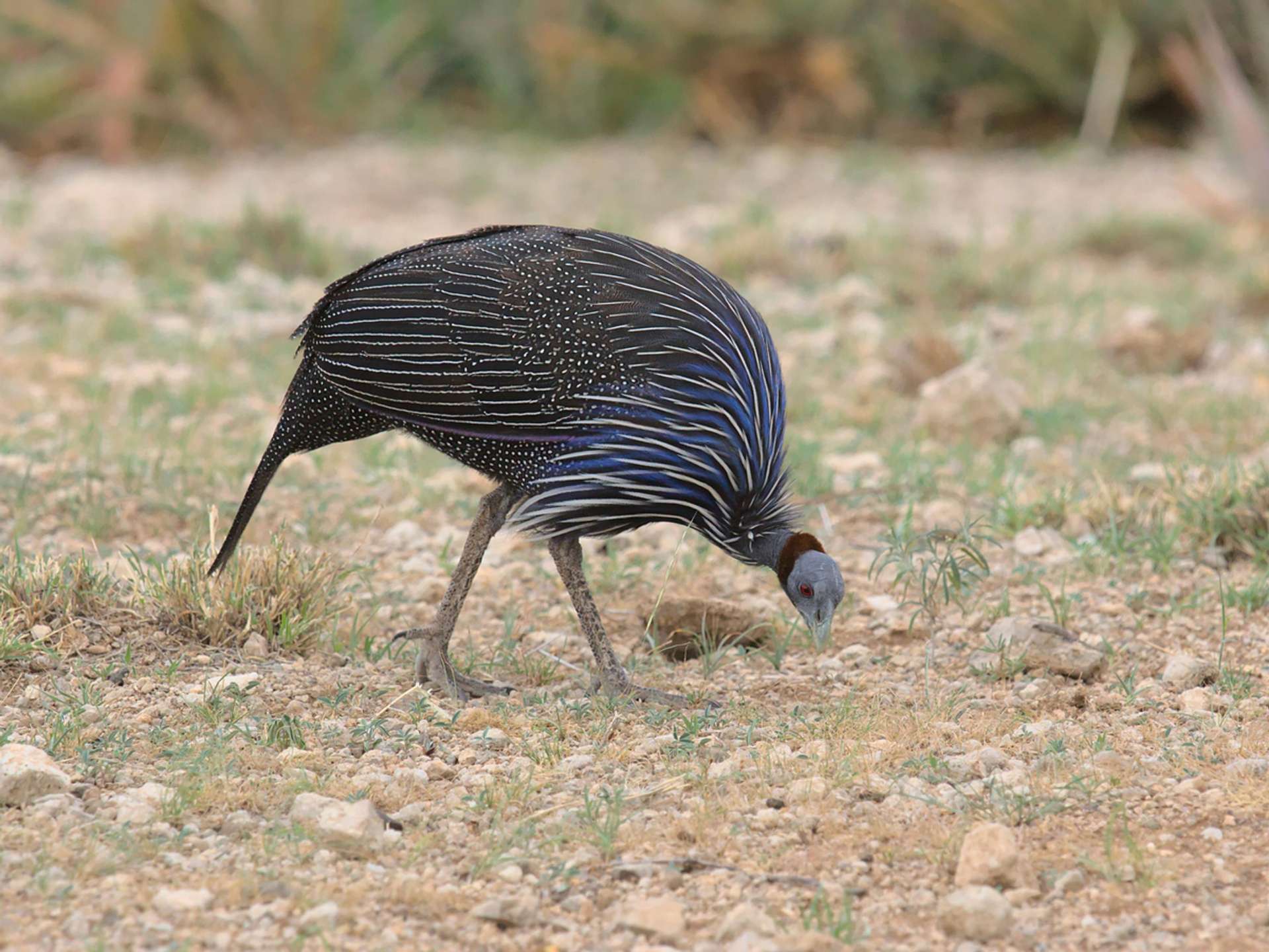 10 Best Tours and Trips in Samburu National Reserve in 2025/2026 - Compare Prices