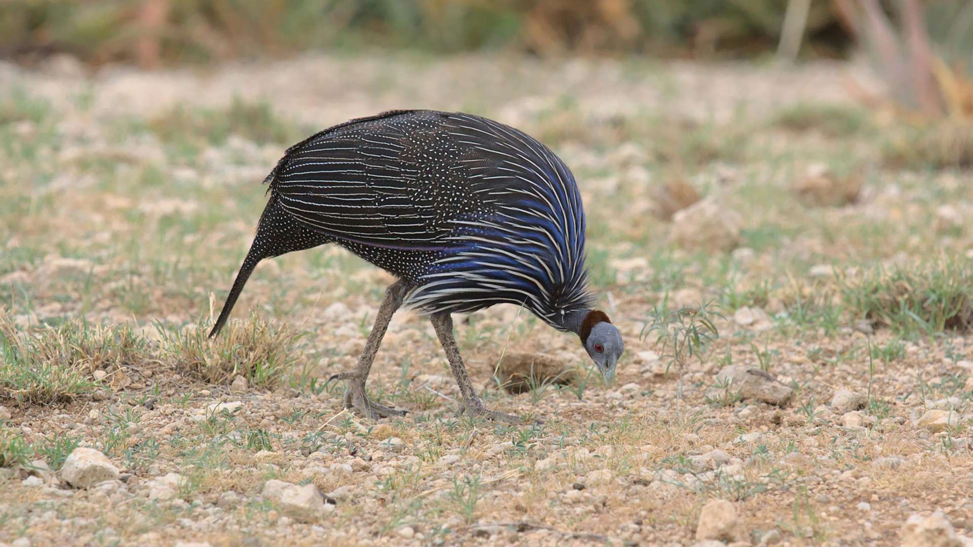 Samburu National Reserve Tours and Trips