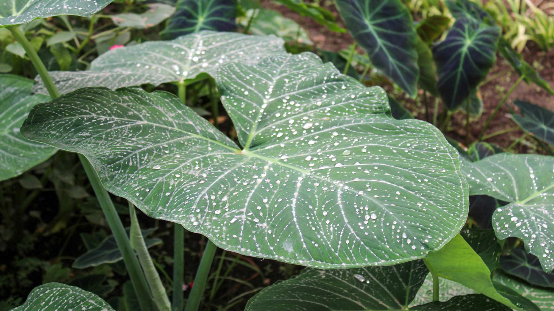 Santa Cruz De La Sierra Tours and Trips