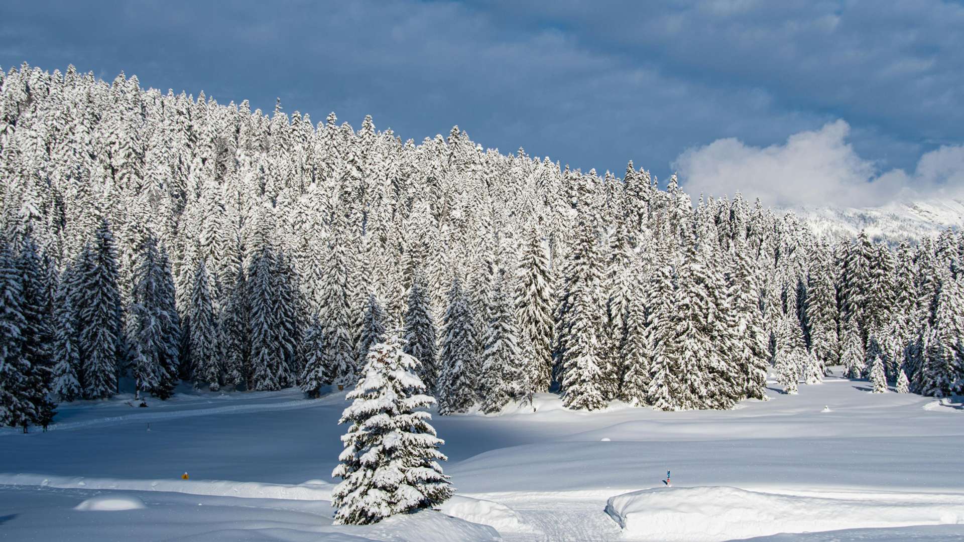 Seefeld Tours and Trips