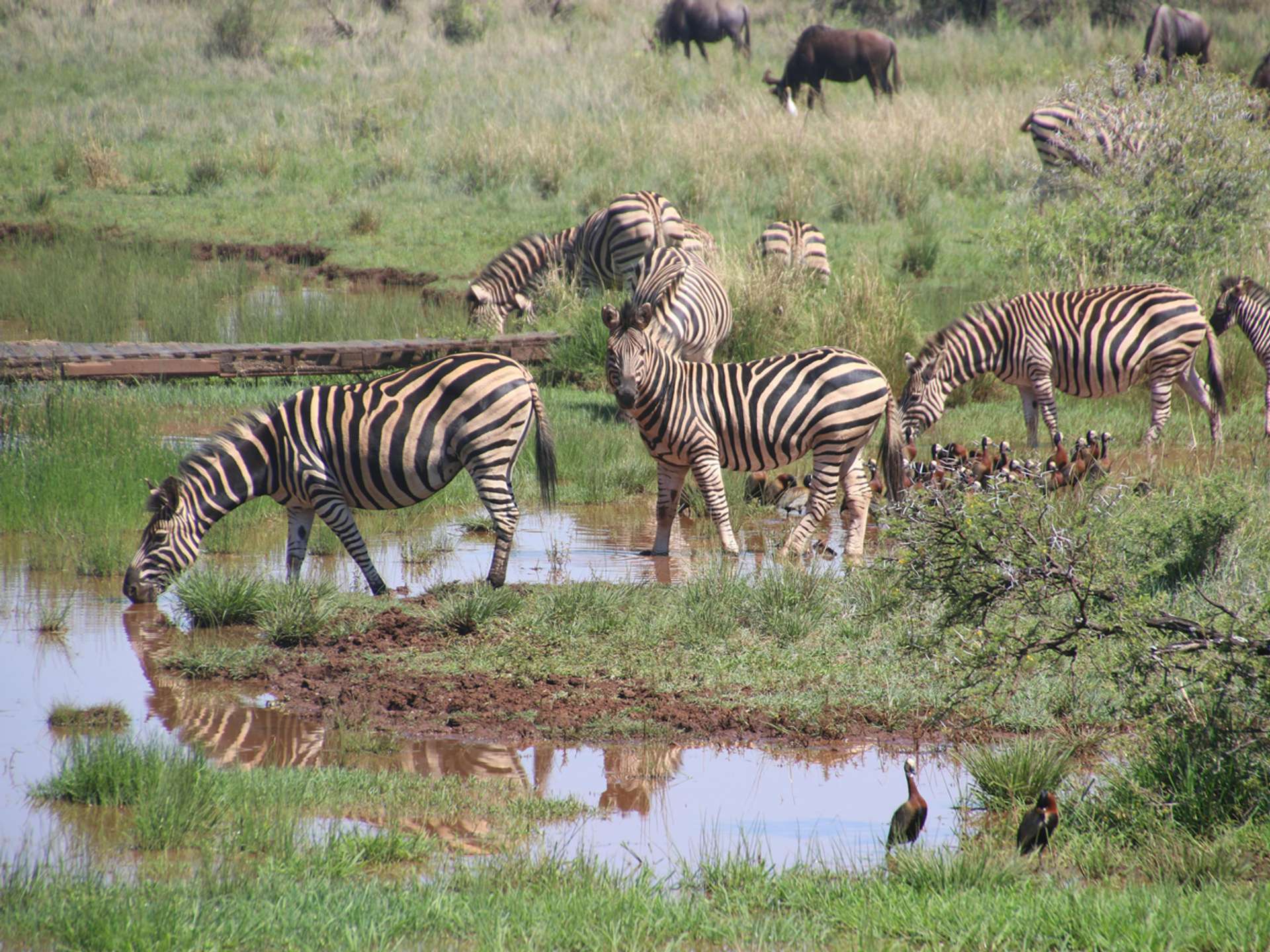 10 Best Tours and Trips in Selous Game Reserve in 2026/2027 - Compare Prices