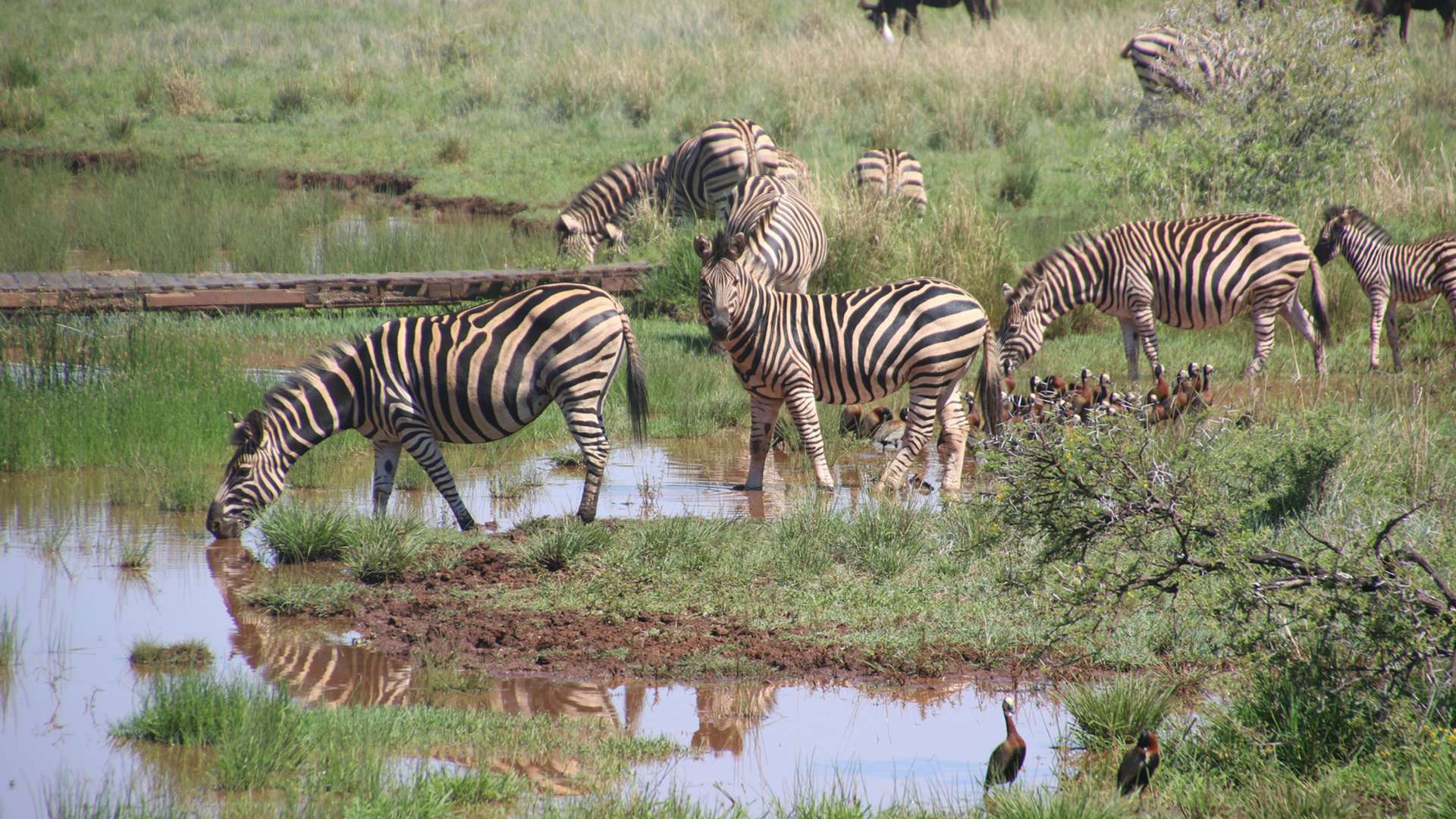 Selous Game Reserve Safari