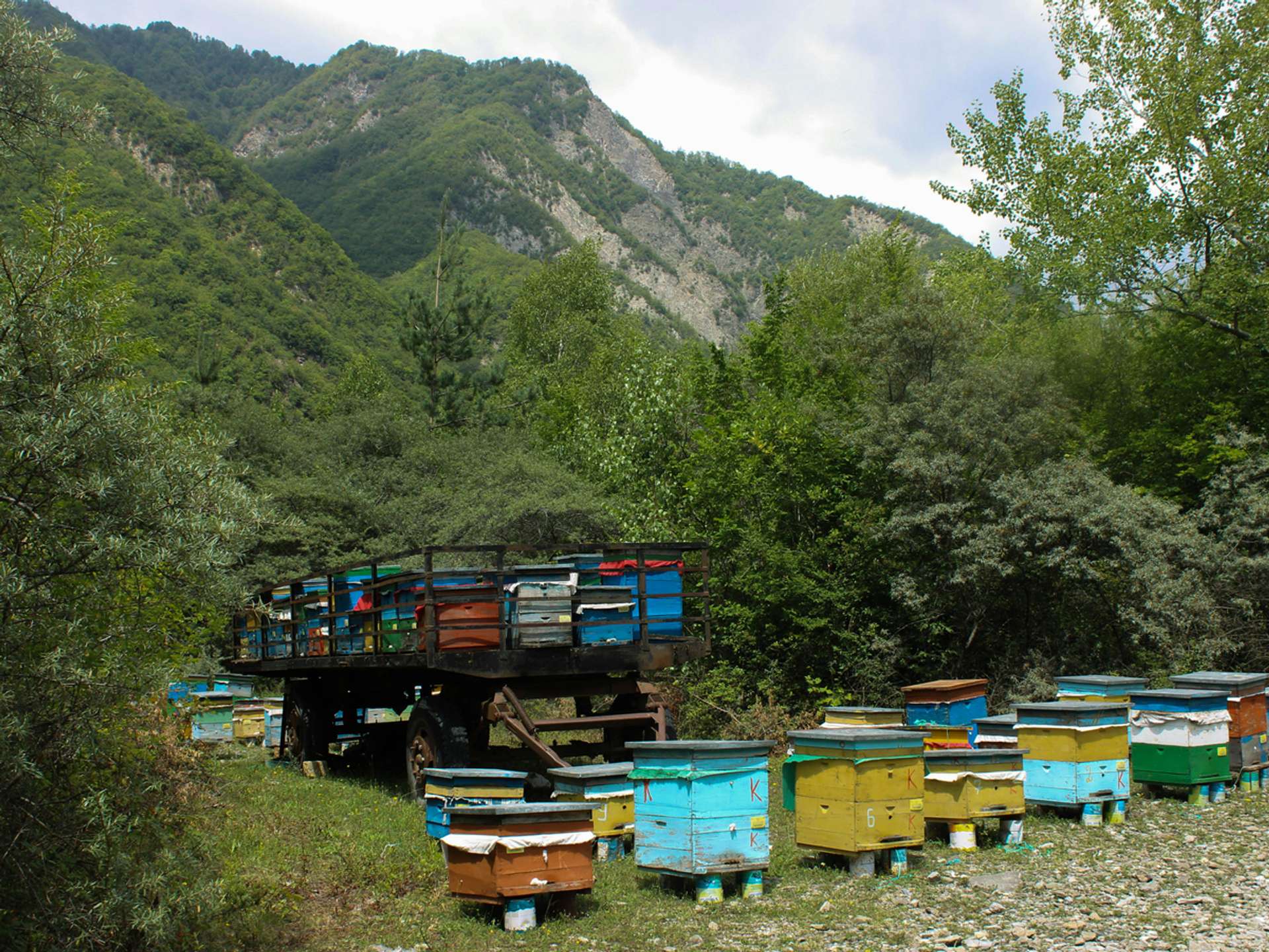 10 Best Tours and Trips in Sheki in 2025/2026 - Compare Prices