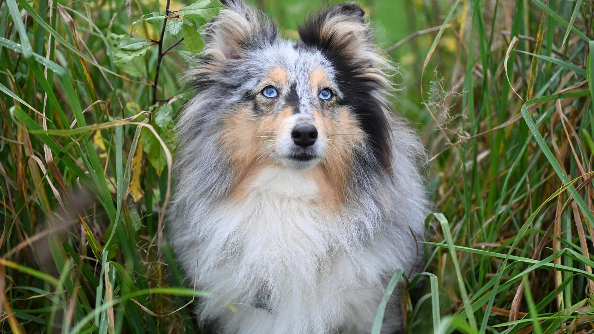 Shetland Archipelago Tours and Trips