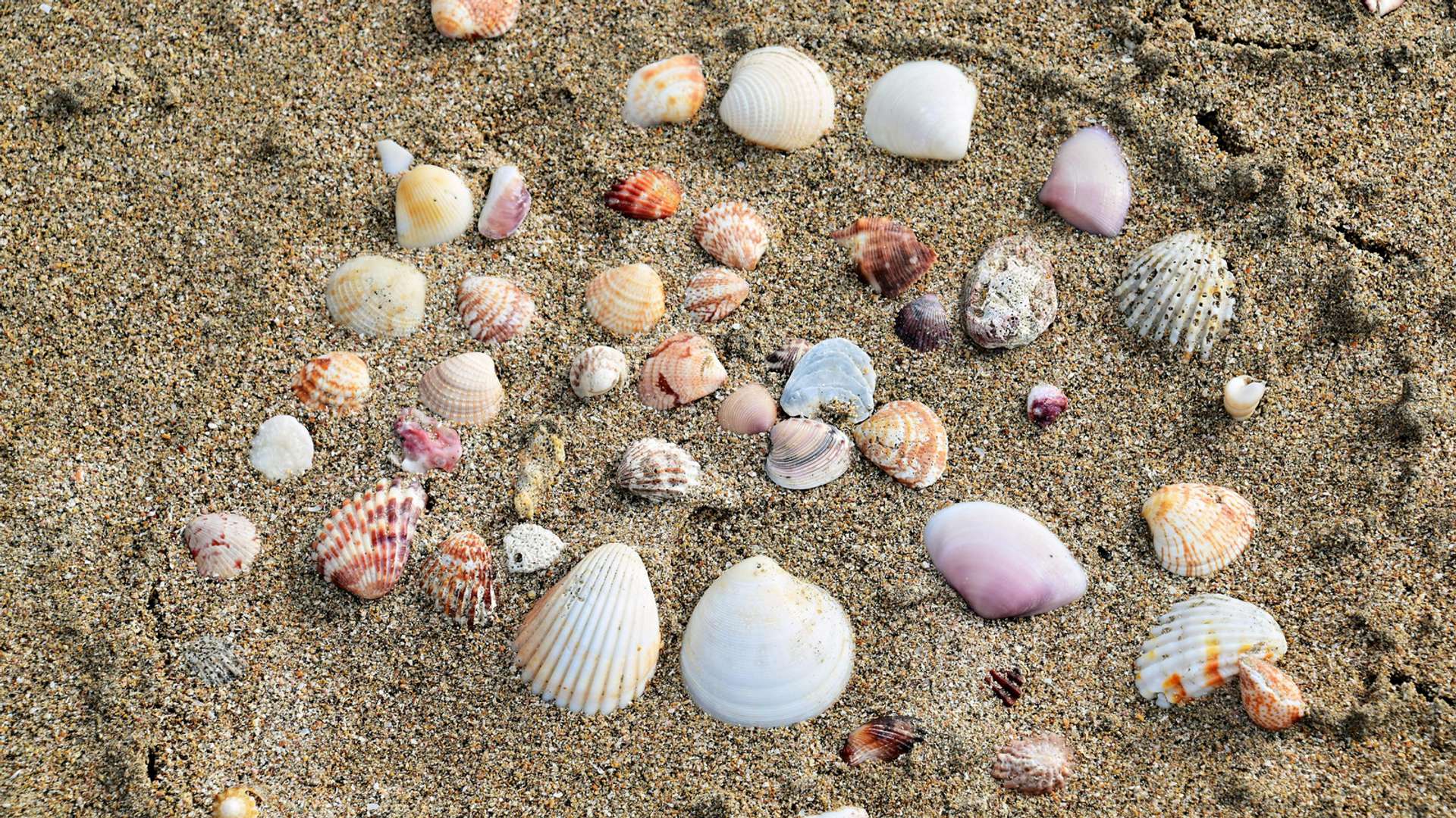 Tamarindo Beach Beach Trips