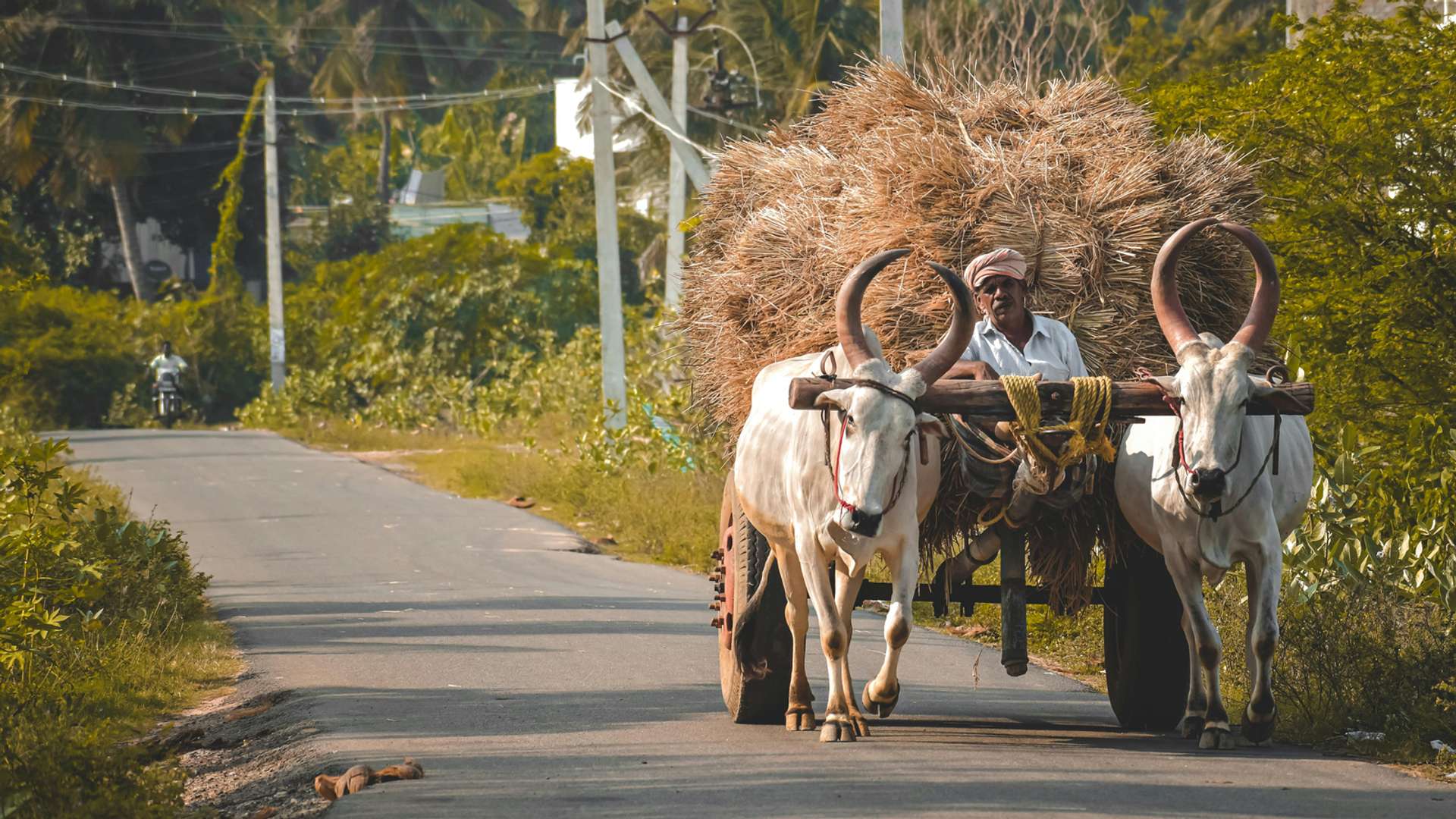 Tamil Nadu Tours and Trips