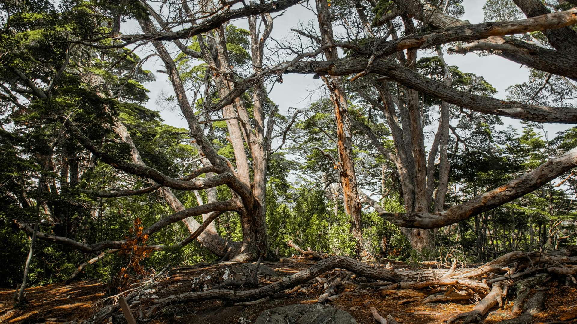 Tierra Del Fuego National Park Tours in March 2026
