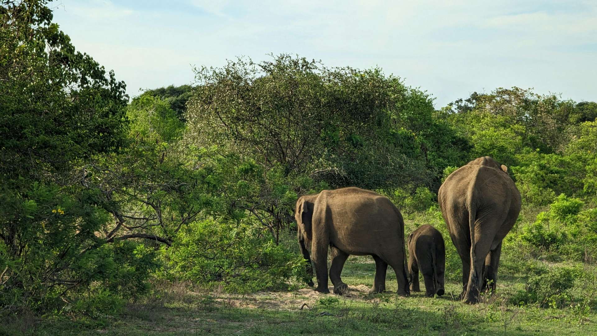Yala National Park Tours in September 2026