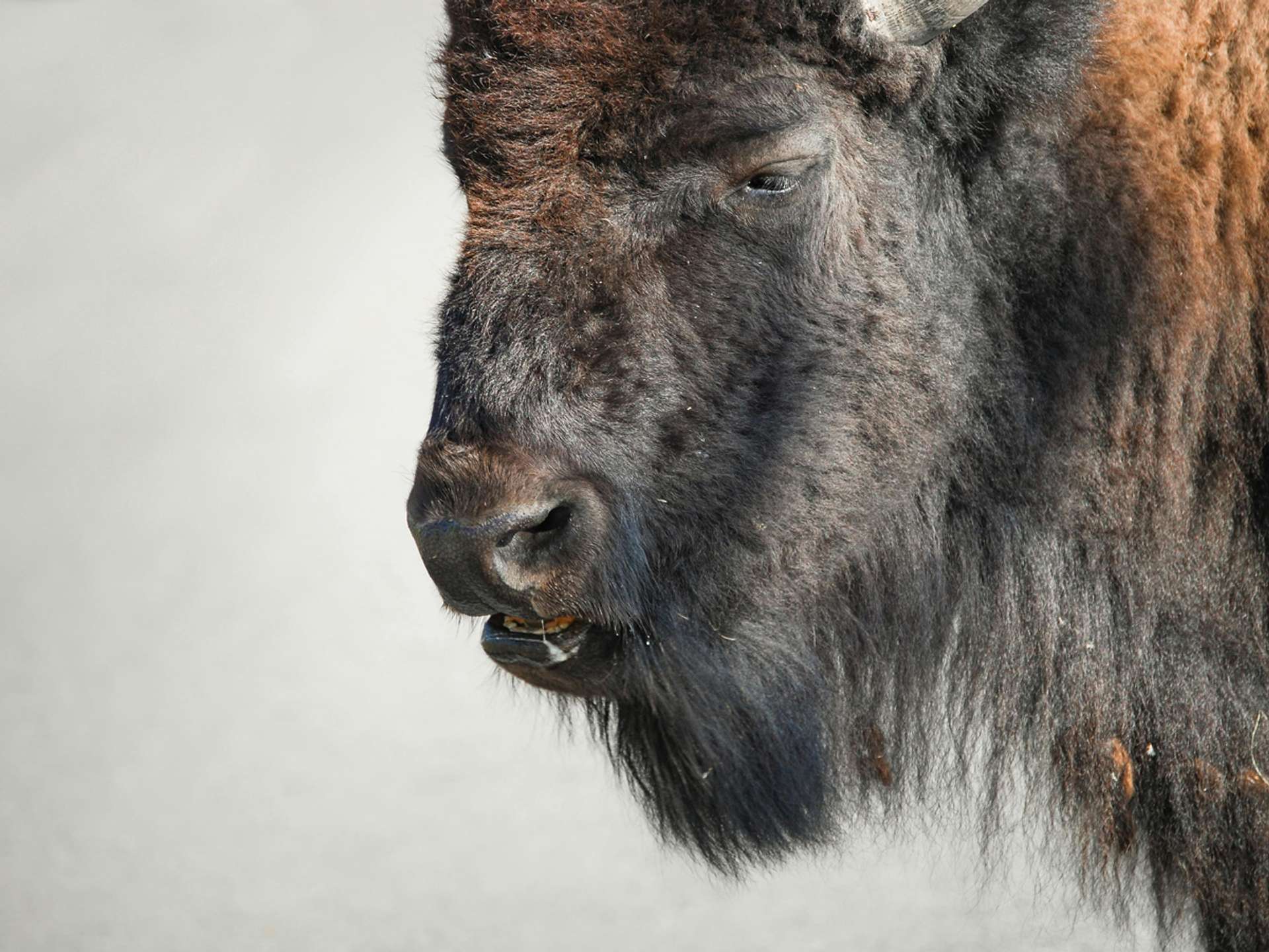 10 Best Tours and Trips in Yellowstone National Park in 2025/2026 - Compare Prices