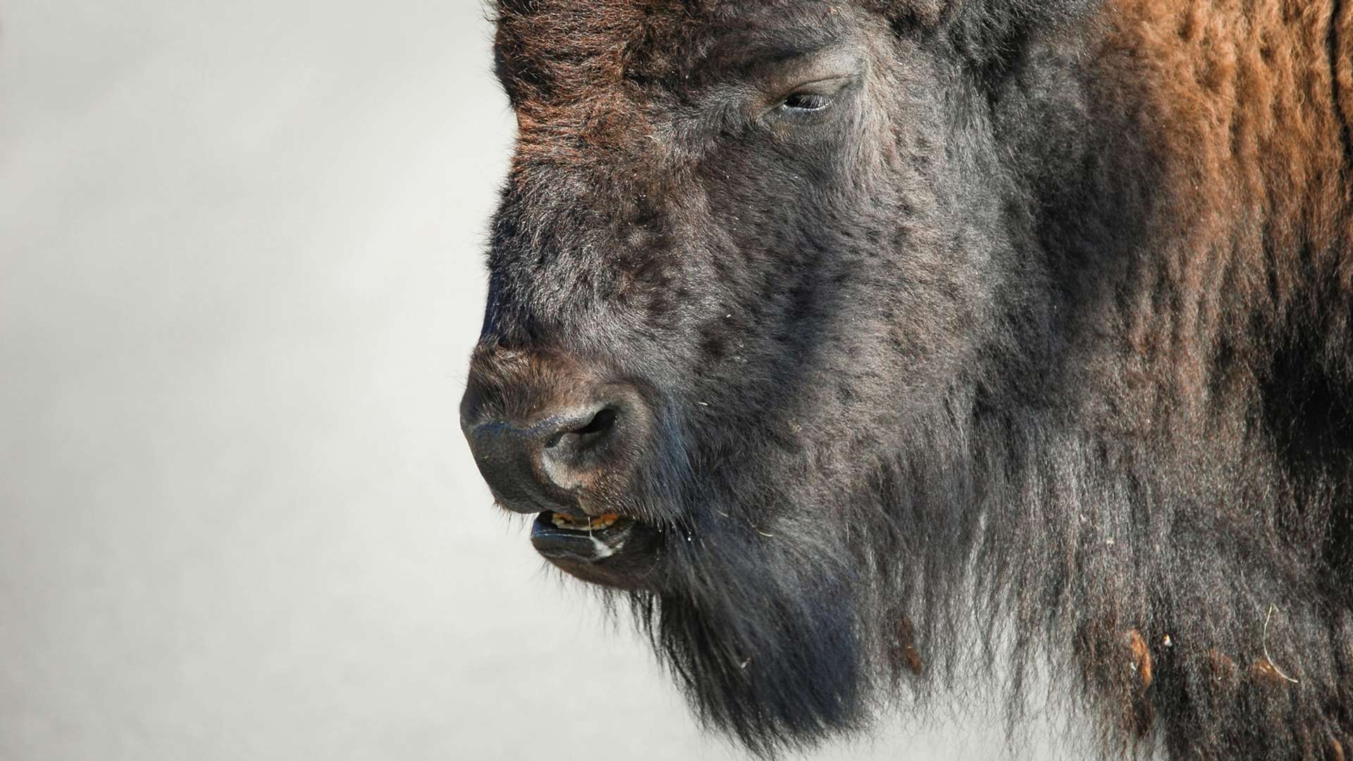 Yellowstone National Park Tours and Trips