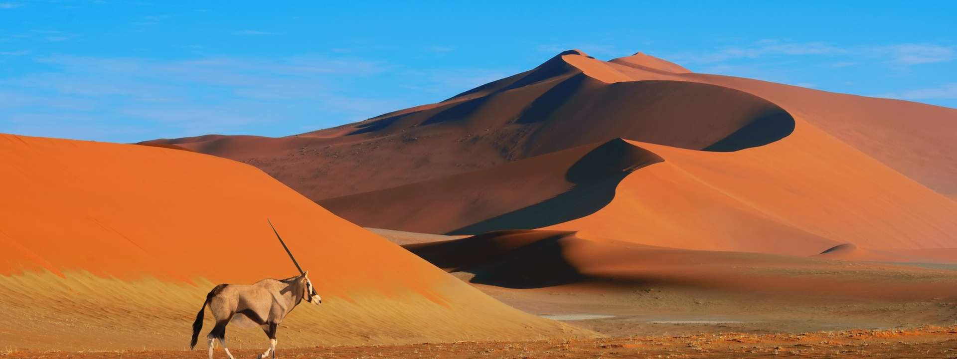 Namibia Wildlife safaris and game drives Trips