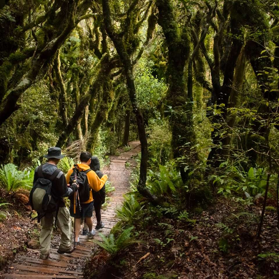 Top New Zealand tours