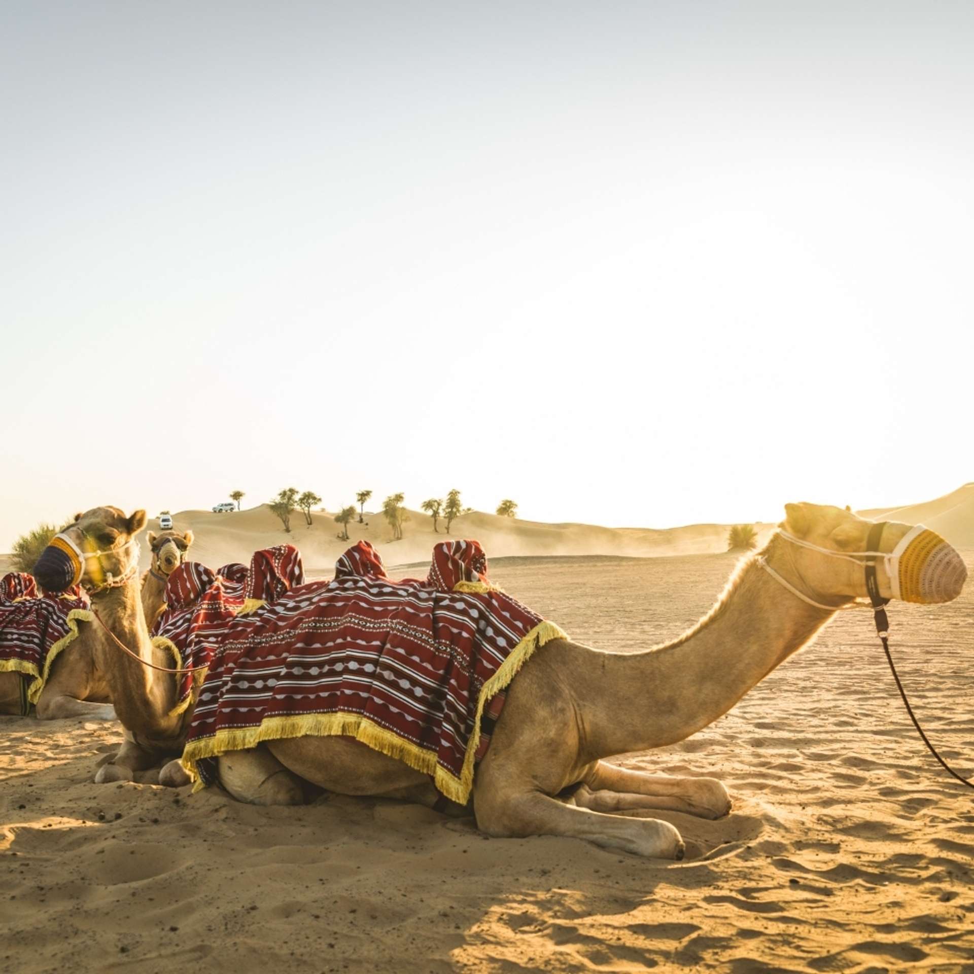 BEST PRIVATE Qatar Tours & Trip Packages 2025/2026