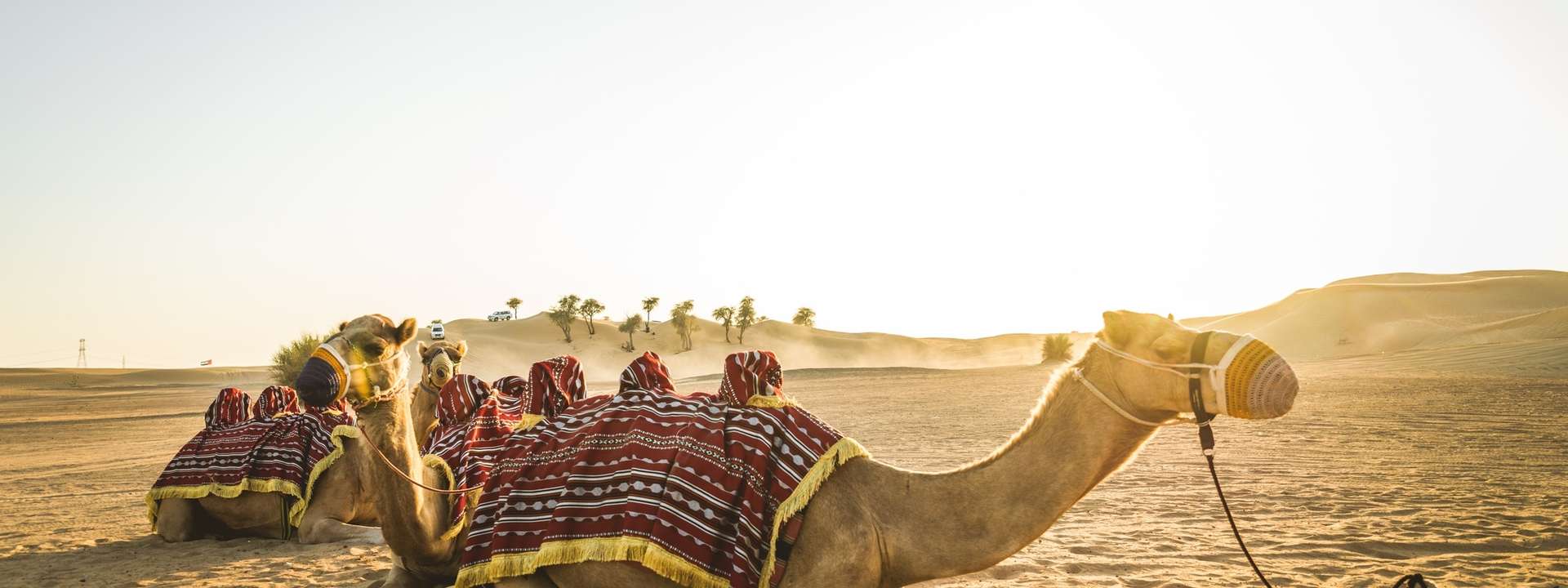 Qatar Private Tours and Trips
