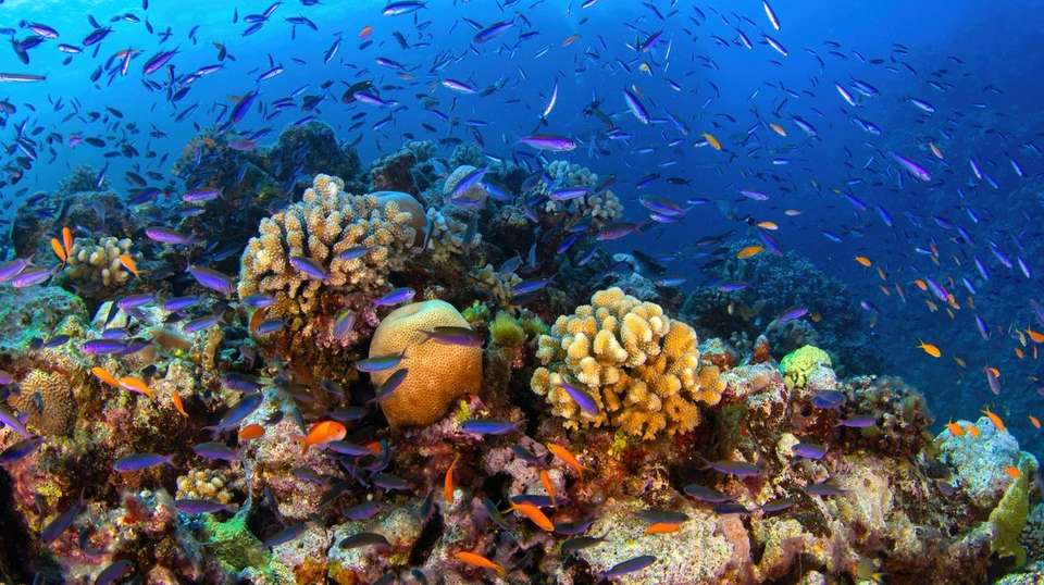 Australia's Hidden Wonders - undefined - Image 6
