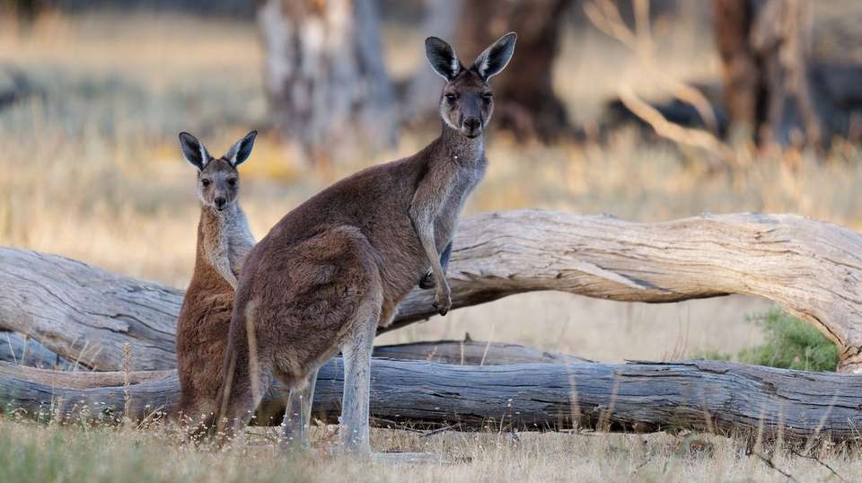 Tastes of Southern Australia - Aat Kings - Australia - Image 1