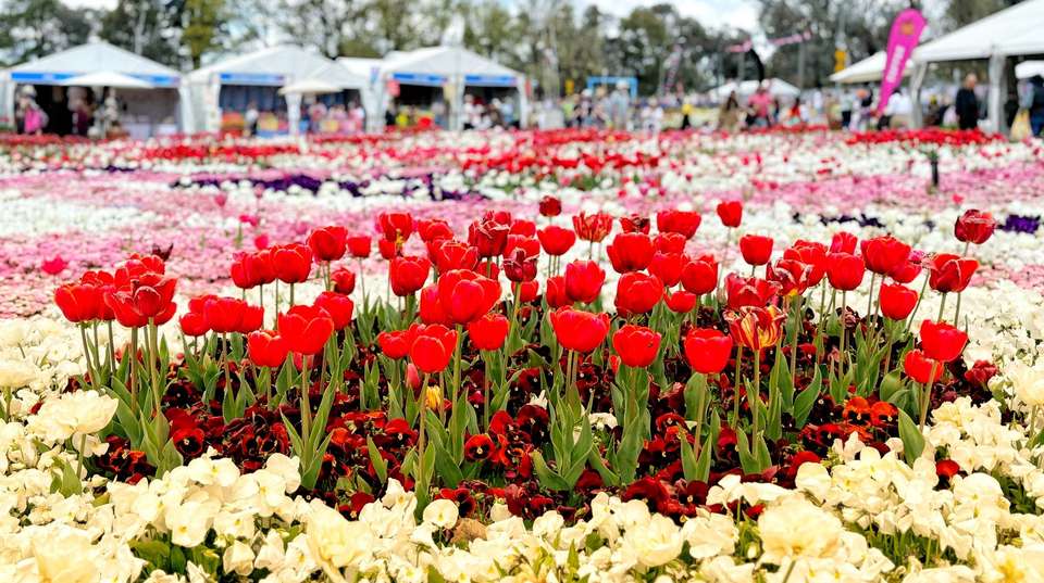 Capital Blooms - Aat Kings - Australia - Image 4