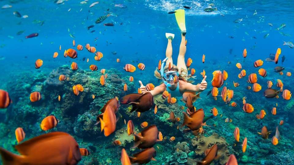 Tropical Reef and Rainforest - Aat Kings - Australia - Image 2