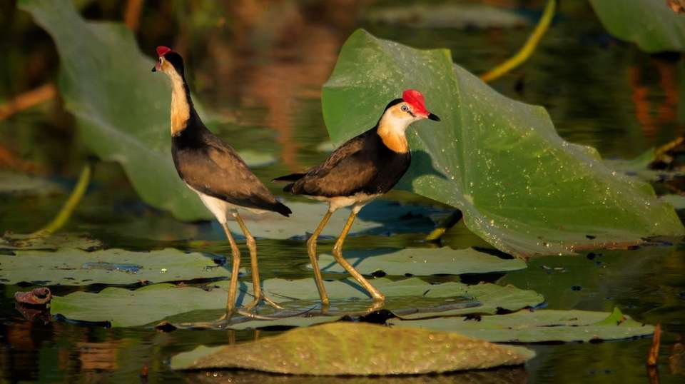 Kakadu and Arnhem Land Explorer - Aat Kings - Australia - Image 2