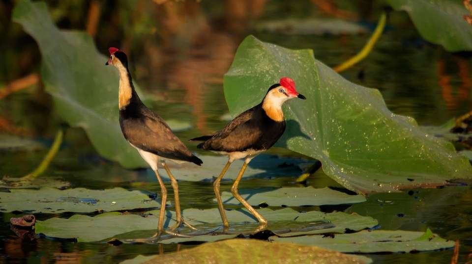 Kakadu and Arnhemland - Aat Kings - Australia - Image 2