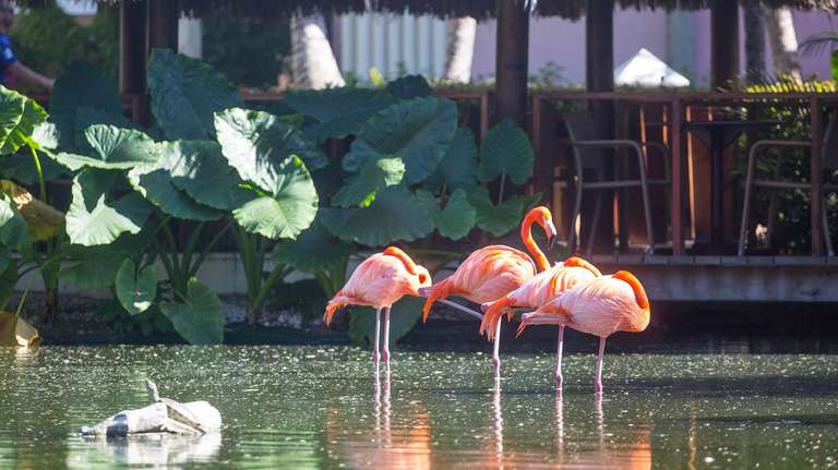 Dominican Republic Delights 7Days/6Nights trip - alternative tour available