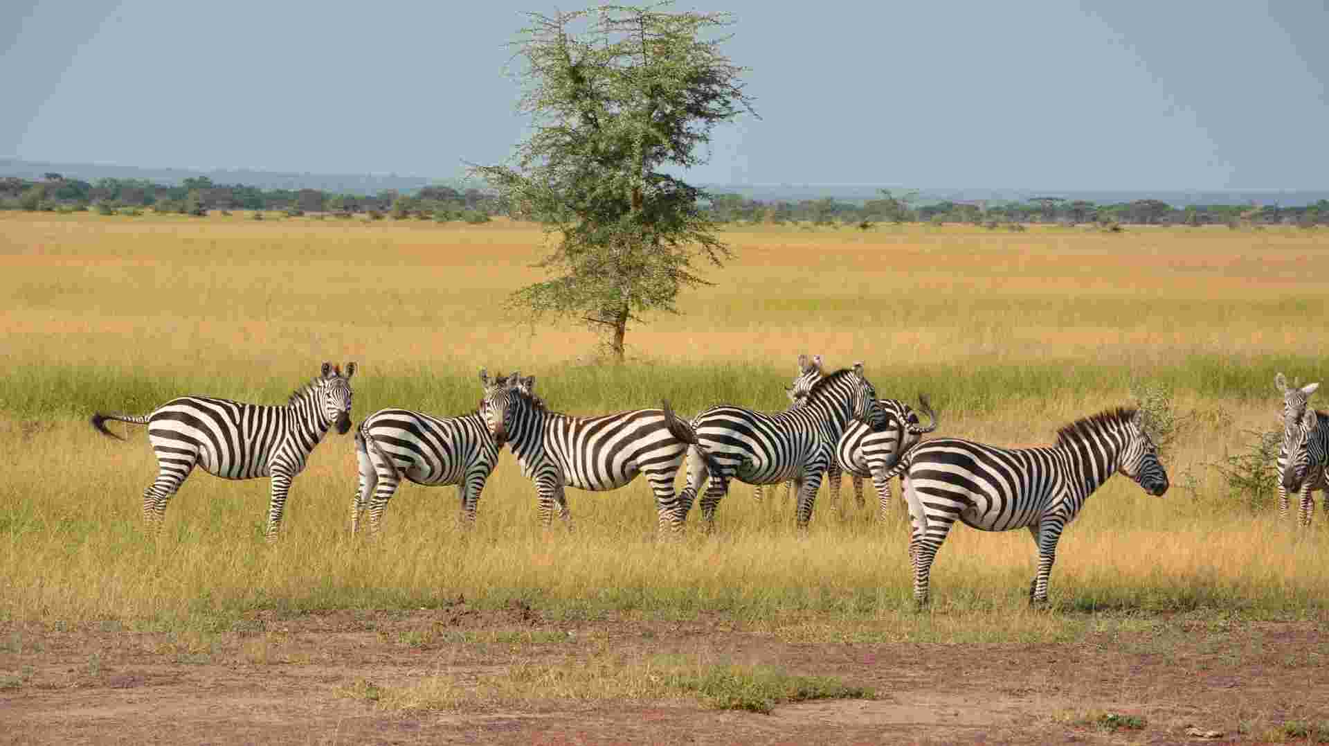 10 Days Base Camp Safari Tanzania