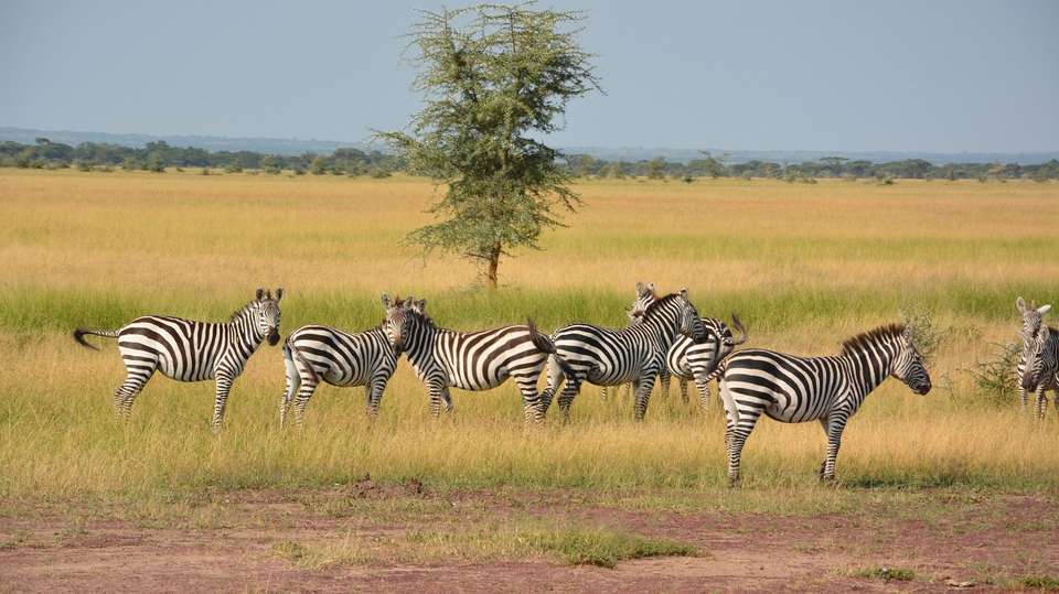10 Days Base Camp Safari Tanzania - Africa Joy Tours - Tanzania - Image 2