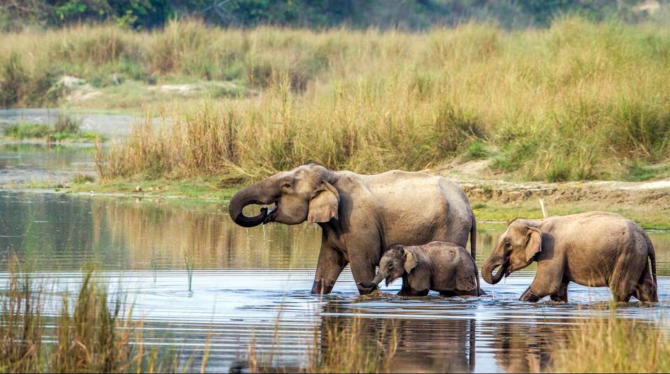 Chitwan Jungle Safari Tour 3 Days - undefined - Image 2