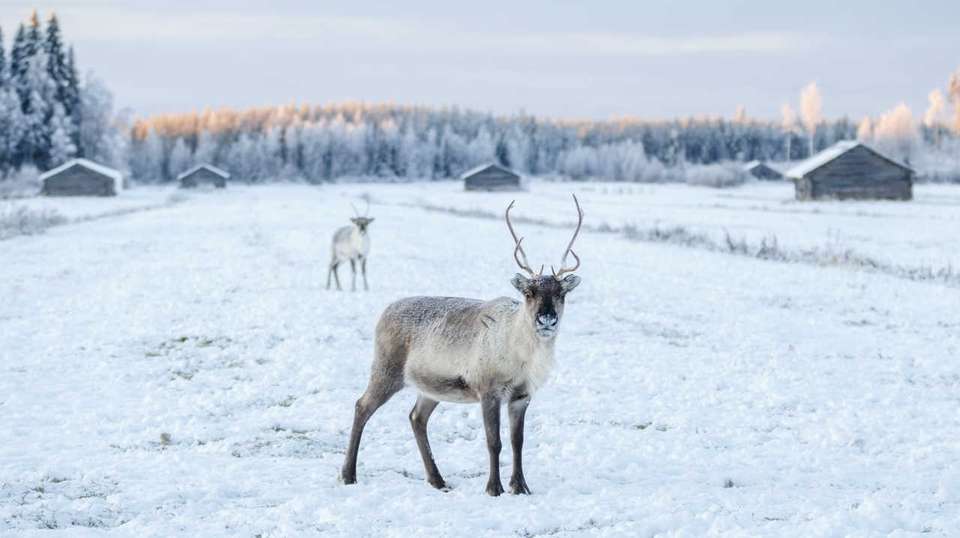 Winter immersion in Saami land - undefined - Image 3