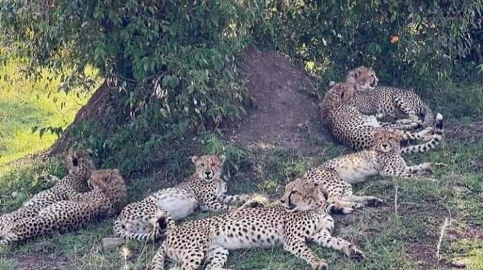 2Day Safari Zanzibar to Nyerere (Selous) Park by Airplane - Anapa Travel Africa Tours - Tanzania - Image 3
