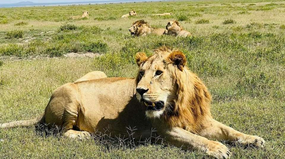 2Day Safari Zanzibar to Nyerere (Selous) Park by Airplane - Anapa Travel Africa Tours - Tanzania - Image 7
