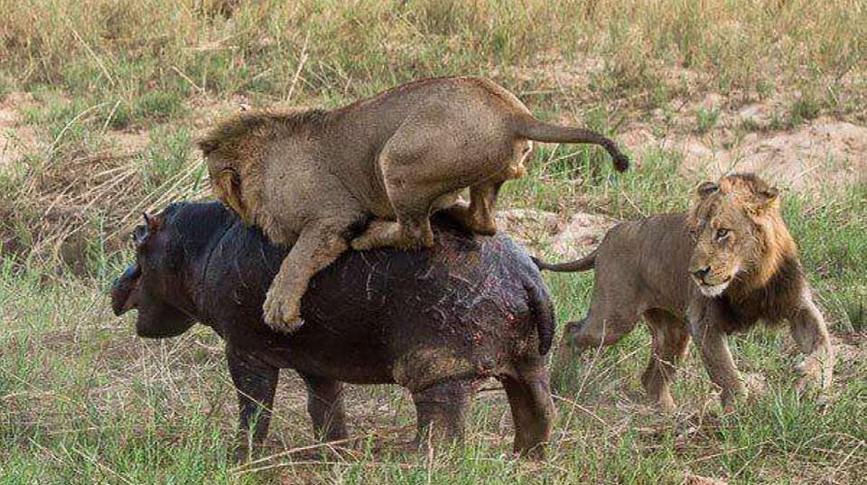 3-Day Tarangire, Ngorongoro, and Lake Manyara Safari - undefined - Image 13