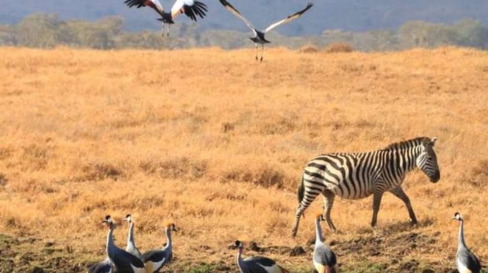 Safari from Zanzibar to Mikumi National Park by Flight - Anapa Travel Africa Tours - Tanzania - Image 6