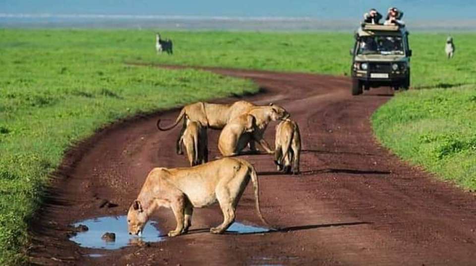 2-Day Safari Lake Manayara Park& Ngorongoro Crater Lodge - Anapa Travel Africa Tours - Tanzania - Image 4