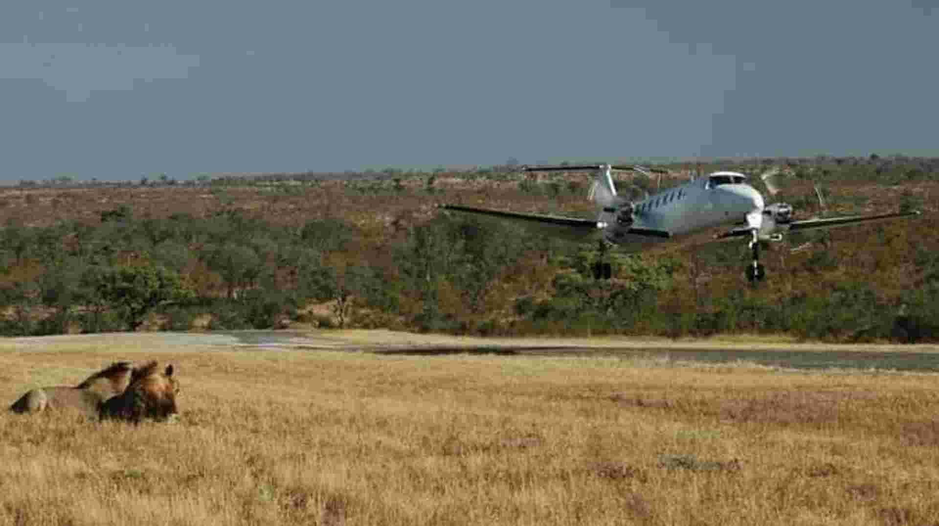 Safari from Zanzibar to Mikumi National Park by Flight