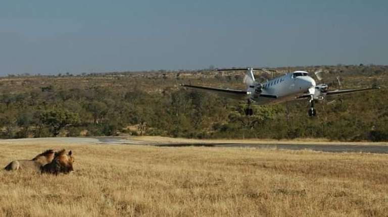 Safari from Zanzibar to Mikumi National Park by Flight - 1 day