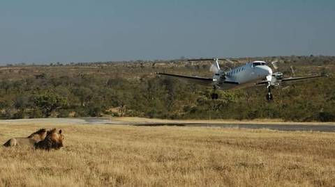 Safari From Zanzibar To Mikumi National Park By Flight