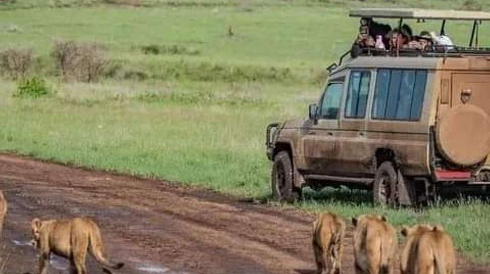 6-Day Safari in Tarangire, Serengeti, Ngorongoro& Manyara - Anapa Travel Africa Tours - Tanzania - Image 1