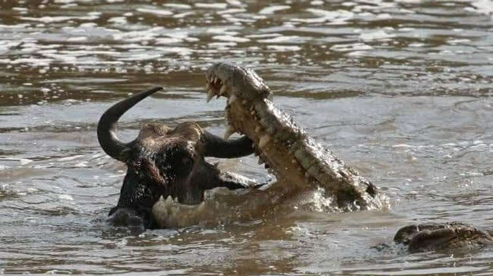 3-Day Safari Zanzibar to Nyerere Park - Anapa Travel Africa Tours - Tanzania - Image 8