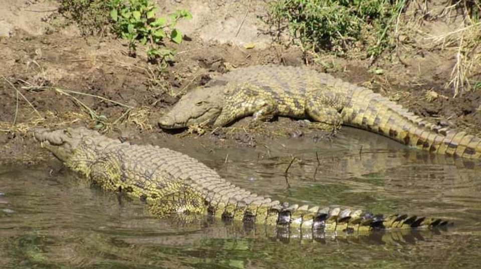 2Day Safari Zanzibar to Nyerere (Selous) Park by Airplane - Anapa Travel Africa Tours - Tanzania - Image 4