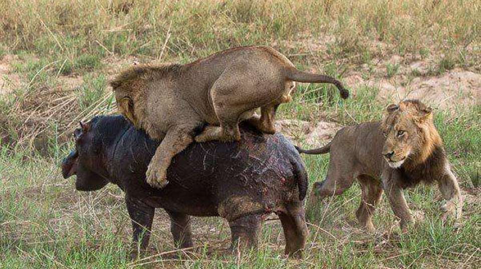 3-Day Safari Zanzibar to Nyerere Park - Anapa Travel Africa Tours - Tanzania - Image 4