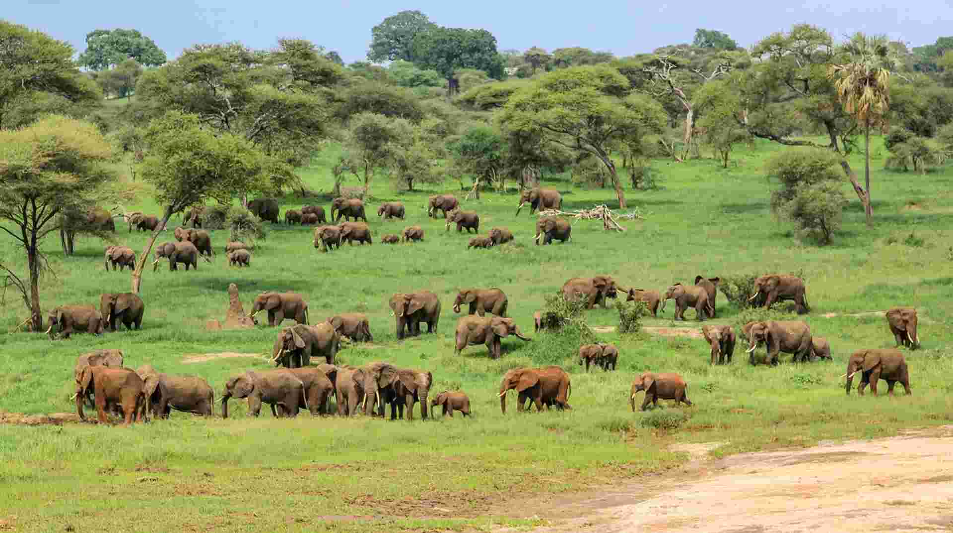 4-Day Safari Tarangire, Serengeti& Ngorongoro Join Group