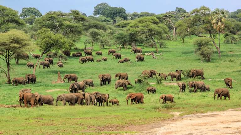 4-Day Safari Tarangire, Serengeti& Ngorongoro Join Group trip - alternative tour available