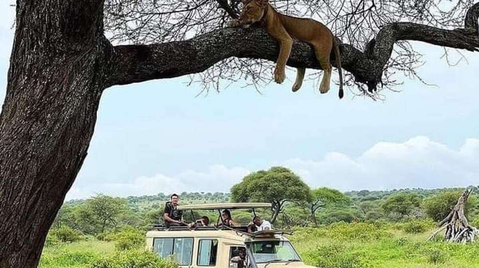 5-Day Safari in Tarangire, Serengeti,Ngoro &Manyara Group - Anapa Travel Africa Tours - Tanzania - Image 7