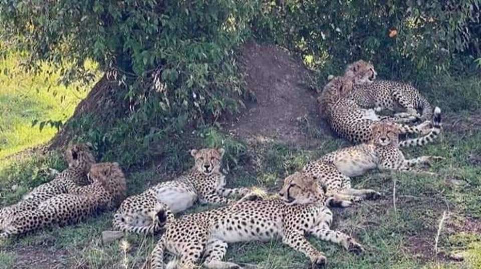 2-Day Safari Lake Manayara Park& Ngorongoro Crater Lodge - Anapa Travel Africa Tours - Tanzania - Image 9