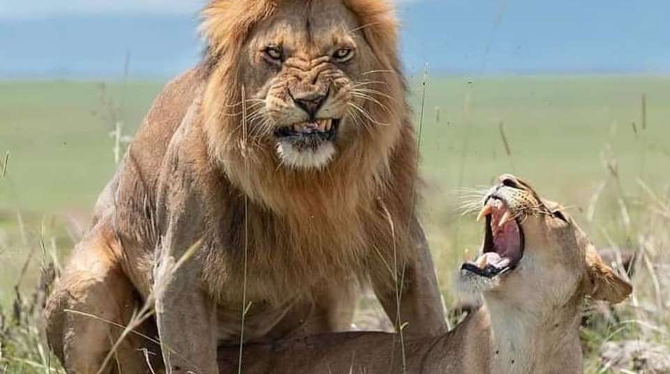 4-Day Safari in Tarangire, Serengeti & Ngorongoro Private - Anapa Travel Africa Tours - Tanzania - Image 3