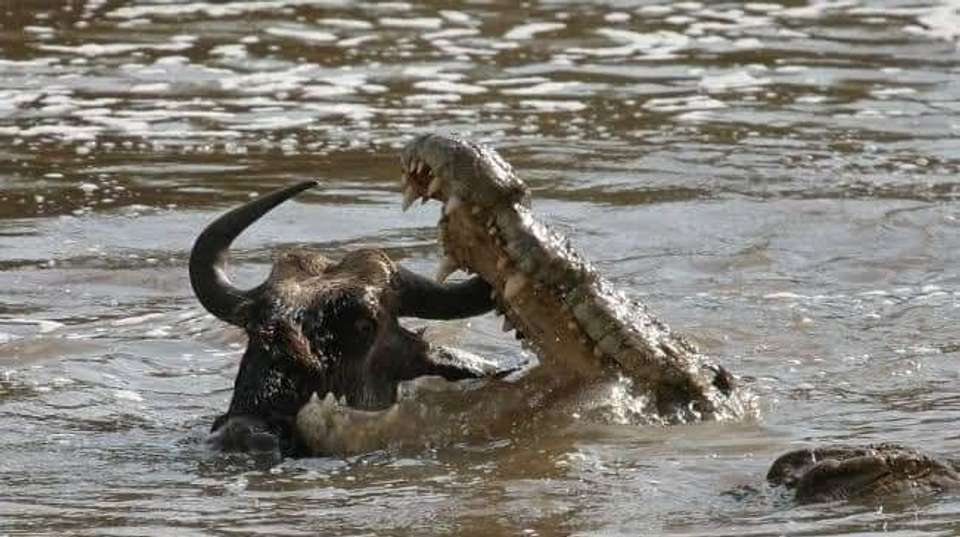 2Day Safari Zanzibar to Nyerere (Selous) Park by Airplane - Anapa Travel Africa Tours - Tanzania - Image 2