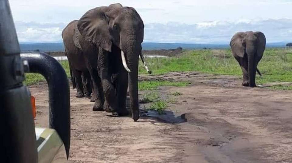 2Day Safari Zanzibar to Nyerere (Selous) Park by Airplane - Anapa Travel Africa Tours - Tanzania - Image 6