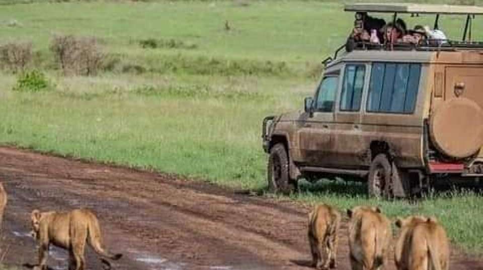 4-Day Safari in Tarangire, Serengeti & Ngorongoro Group - Anapa Travel Africa Tours - Tanzania - Image 9