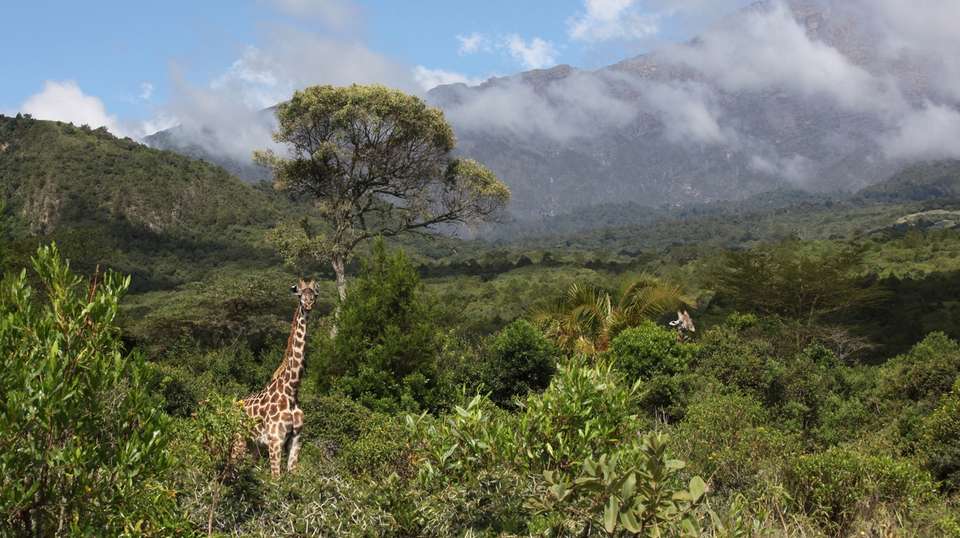 3-Day Tarangire, Ngorongoro, and Lake Manyara Safari - undefined - Image 2